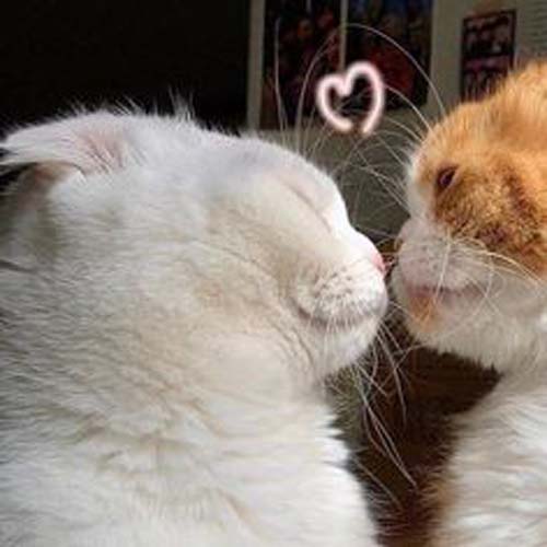 couple pp kucing